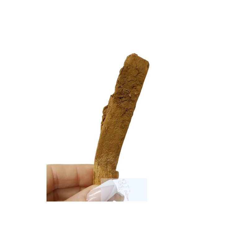 Pau Santo com Canela